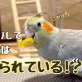 【超癒し】オカメインコが仕切りに見てくるそのワケは・・・【オカメインコ お迎え2年】【cockatiel】【マロンの日記】