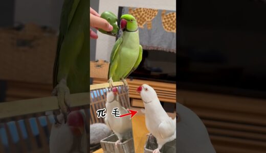 そんなだから嫌われちゃう白タイツさん #ワカケホンセイインコ #インコ #shorts