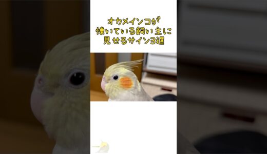 オカメインコのお迎えを検討している方へ　懐いてるサイン編 #オカメインコ #cockatiel #インコ #お迎え