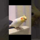 Cutest Cookie Song Dance #cockatielscraze #cockatiel #birdsinging