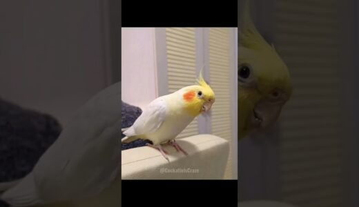 Cutest Cookie Song Dance #cockatielscraze #cockatiel #birdsinging