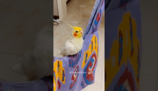 Adorable Cockatiel Milo’s Cute Cookie Song Dancing Moments 🥰🦜 #cockatielscraze