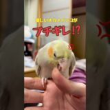 温厚なオカメインコがパパにブチギレ!? #オカメインコ #インコ #お迎え #ペット