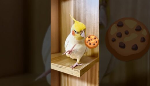 Pete the Cockatiel’s Heartwarming Cookie Serenade 🍪🎶🦜 #cockatielscraze