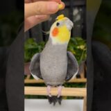 Adorable Cockatiel Larry’s Cute Singing with balance Adventure 😅🥰🎶🦜 #cockatielscraze #birdsinging