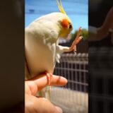 Adorable Cockatiel Pete serenading with Dancing foot 🎶🦜🥰 #cockatielscraze