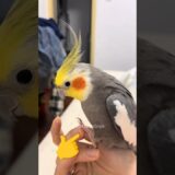 Adorable Cockatiel Larry’s Cute Reactions 🥰🦜 #cockatielscraze #birdscharm