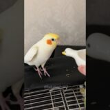 Adorable Cockatiel’s Cute Singing 🎶🦜🥰 #cockatielscraze