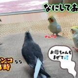 オカメインコだらけ❤️朝から晩までオカメインコ達を密着２４時  #オカメインコ #cockatiel #バードアスレチック #インコお喋り #オカメインコはち