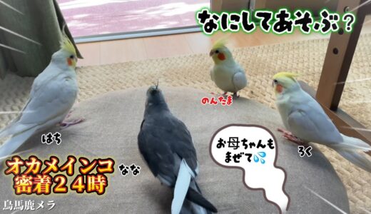 オカメインコだらけ❤️朝から晩までオカメインコ達を密着２４時  #オカメインコ #cockatiel #バードアスレチック #インコお喋り #オカメインコはち