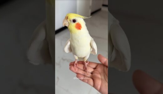 Adorable Cockatiel’s Cute Singing Moments 😍 🎶 🦜 #cockatielscraze