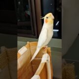 The Ultimate Cookie Serenade: A Cockatiel’s Melodic Love 🎶🦜🥰 | #CockatielsCraze