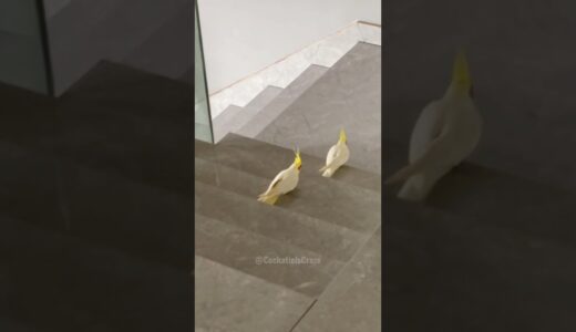 Cockatiels exhibit adorable and amusing behavior as they descend stairs. 🦜🥰 #cockatielscraze