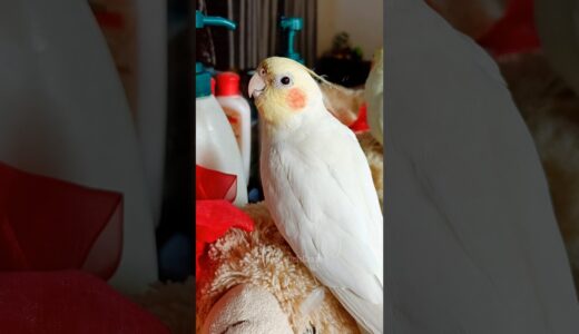 Milo’s Melody: The Adorable Cockatiel Cookie Serenade 🍪🎶🦜 #CockatielsCraze