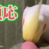 オカメインコ　キレて、考えて、順応する、はち。  #セキセイインコ #オカメインコ #cockatiel #バードアスレチック #インコ芸 #癒し #インコライフ