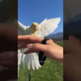 Adorable Cockatiel Charlie’s Outdoor Tour 🦜🫠 #cockatielscraze