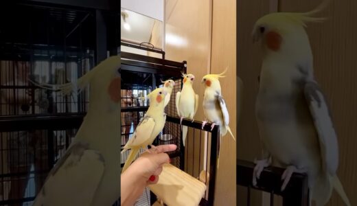 😅Três psita-cantores e uma “senhora” estressada! #calopsita #cockatiel #parrot #birds  #shorts