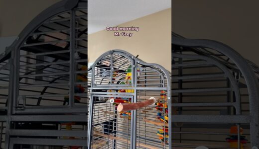 Someone woke up on the wrong side of the cage!!  😅 #funnyparrot #bird #talkingparrot