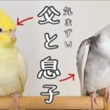 オカメインコ男子、生後5ヶ月の実録【そら君の成長と葛藤】