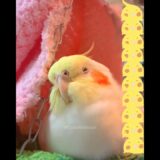 Adorable Cockatiel Charlie’s Cute Cozy Moments 🥰🦜🥹 #cockatielscraze #birdscharm