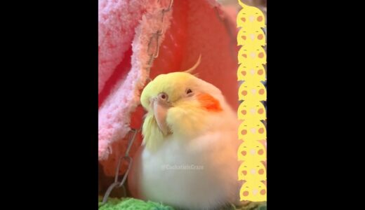 Adorable Cockatiel Charlie’s Cute Cozy Moments 🥰🦜🥹 #cockatielscraze #birdscharm