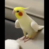 Adorable Cockatiel Milo’s Cute Singing Moments 🎶🦜🥰 #cockatielscraze #birdscharm