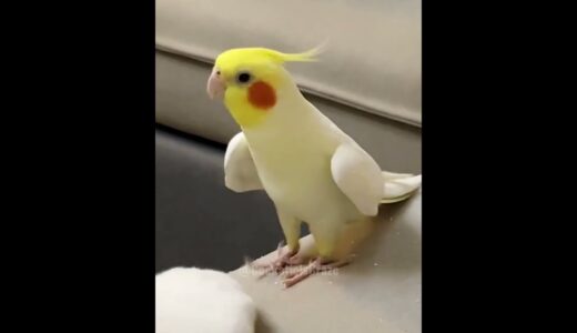 Adorable Cockatiel Milo’s Cute Singing Moments 🎶🦜🥰 #cockatielscraze #birdscharm