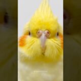 Cuteness Overload🥰 #Cutepets #cockatiel #cockatielscraze