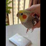 Adorable Cockatiel Larry’s Cute Singing Moments 🎶🦜🎉 #cockatielscraze #birdsinging #cutepets