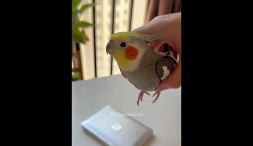 Adorable Cockatiel Larry’s Cute Singing Moments 🎶🦜🎉 #cockatielscraze #birdsinging #cutepets