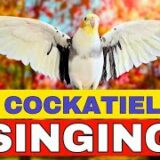 How to train Cockatiel Parrot singing and Make them Happy 🌿