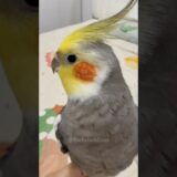 Adorable Cockatiel Larry’s Cute Singing Moments🎶 🦜 #cockatielscraze #birdsinging #cutepets