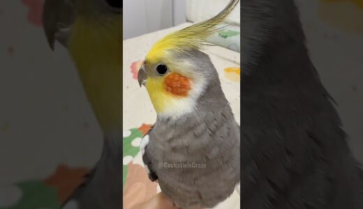 Adorable Cockatiel Larry’s Cute Singing Moments🎶 🦜 #cockatielscraze #birdsinging #cutepets