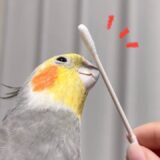 新しいふれあいに、くちばしダイレクトコンコンが加わりました【オカメインコ】