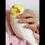 Adorable Cockatiel’s Cute Moments 🥰🦜 #cockatielscraze #birdscharm