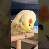 Pete the cockatiel: Gripping Crest , tunes on, and ready to steal the show! 🎤🦜#cockatielscraze