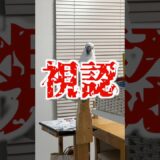 ママにアピるオウムをこっそり見てたらキレられた #shorts