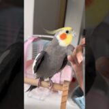 Adorable Cockatiel Larry’s Cute Singing 🪞🦜🎶 #cockatielscraze #birdscharm #birdsinging