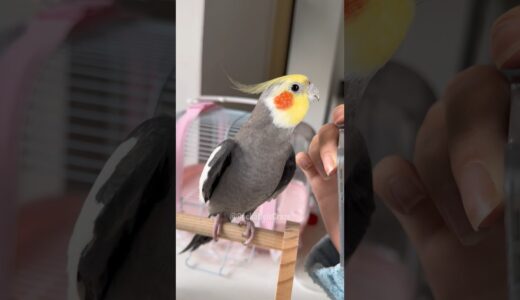 Adorable Cockatiel Larry’s Cute Singing 🪞🦜🎶 #cockatielscraze #birdscharm #birdsinging