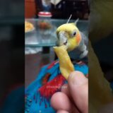 Adorable Cockatiel Meethu enjoying Snacks 🥰🦜😋 #cockatielscraze  @Meetho772