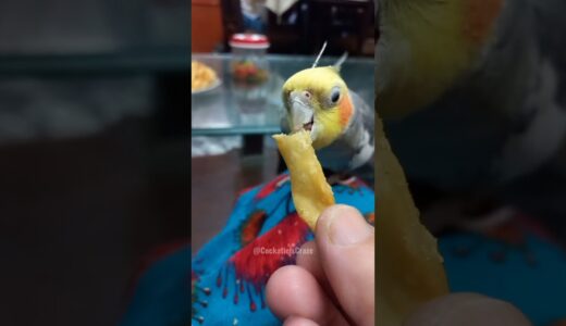 Adorable Cockatiel Meethu enjoying Snacks 🥰🦜😋 #cockatielscraze  @Meetho772