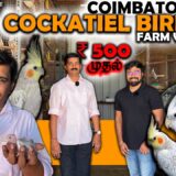 20 வருஷமா Cockatiel Birds Farm வெச்சு இருக்காரு!! Sales | Breeding Care and Secret