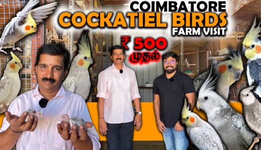 20 வருஷமா Cockatiel Birds Farm வெச்சு இருக்காரு!! Sales | Breeding Care and Secret