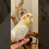 Adorable Cockatiel Milo’s cuteness overload 🥰🦜 #cockatielscraze