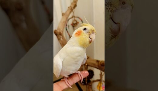 Adorable Cockatiel Milo’s cuteness overload 🥰🦜 #cockatielscraze