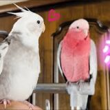 オカメインコそら君の初恋、お相手はまさかのモモイロインコのもーちゃん♡でした