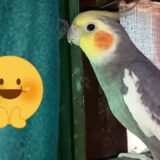 Cockatiel Singing & Whistle Training 🎵 Cockatiel Daily Afternoon Routine 🦜 #cockatiel #birds #pet