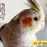 いつもドライで静かで出番の少ないうちのハナ【オカメインコ女子の特徴と魅力】