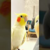 Adorable Cockatiel Charlie’s Cute Playful Moments 🤩🦜 #cockatielscraze #birdscharm #cutepets