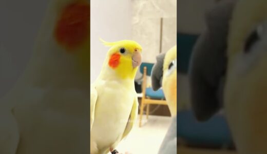 Adorable Cockatiel Charlie’s Cute Playful Moments 🤩🦜 #cockatielscraze #birdscharm #cutepets